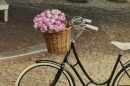 Cesto_Bicicleta_Cidade_Classica_Vinatge_Basket_Bike_Basil_Darcy_Go_By_Bike
